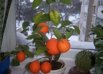 Kā izaudzēt mandarīnus no sēkliņas mājas apstākļos